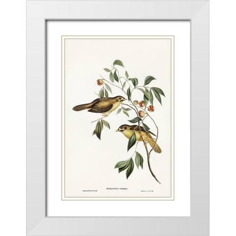 Australian Bell Bird-Myzantha melanophrys White Modern Wood Framed Art Print with Double Matting by Gould, John