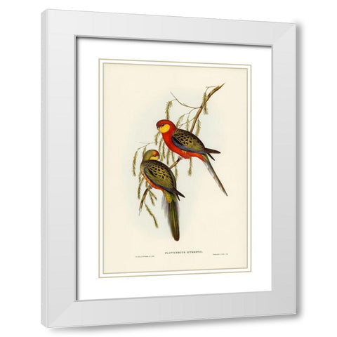 The Earl of Derbys Parrakeet-Platycercus icterotis White Modern Wood Framed Art Print with Double Matting by Gould, John