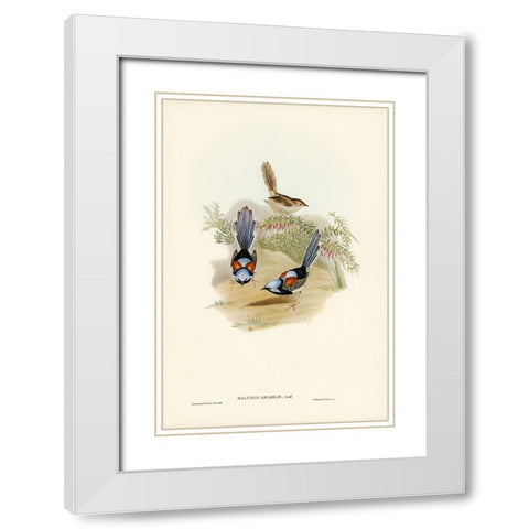 Lovely Wren-Malurus amabilis White Modern Wood Framed Art Print with Double Matting by Gould, John