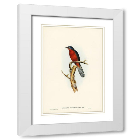 Chestnut-breasted Cuckoo-Cacomantis castaneiventris White Modern Wood Framed Art Print with Double Matting by Gould, John