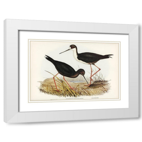 New Zealand Stilt-Himantopus Novae-Zelandiae White Modern Wood Framed Art Print with Double Matting by Gould, John