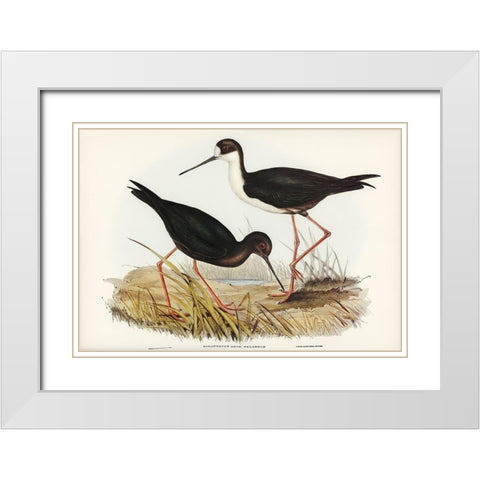 New Zealand Stilt-Himantopus Novae-Zelandiae White Modern Wood Framed Art Print with Double Matting by Gould, John