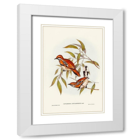 Cinnamon-coloured Cinclosoma-Cinclosoma cinnamomeus White Modern Wood Framed Art Print with Double Matting by Gould, John