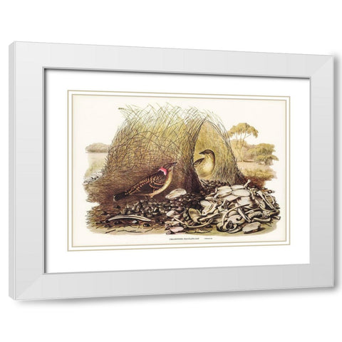 Spotted Bower Bird-Chlamydera maculata White Modern Wood Framed Art Print with Double Matting by Gould, John
