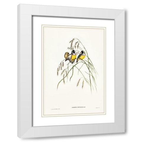 Gouldian Finch-Amadina Gouldiae White Modern Wood Framed Art Print with Double Matting by Gould, John