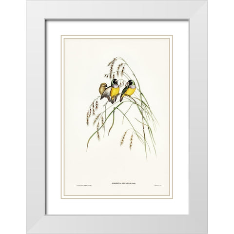 Gouldian Finch-Amadina Gouldiae White Modern Wood Framed Art Print with Double Matting by Gould, John