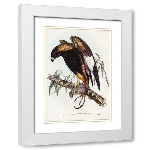 Black-Breasted Buzzard-Buteo melanosternon White Modern Wood Framed Art Print with Double Matting by Gould, John