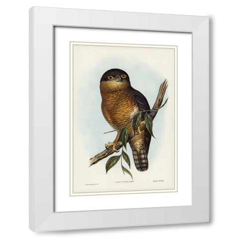 Rufous Owl-Athene rufa White Modern Wood Framed Art Print with Double Matting by Gould, John