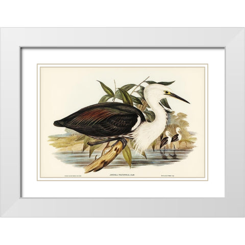 Pacific Heron-Ardea pacifica White Modern Wood Framed Art Print with Double Matting by Gould, John
