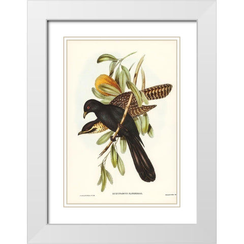 Flinders Cuckoo-Eudynamys Flindersii White Modern Wood Framed Art Print with Double Matting by Gould, John