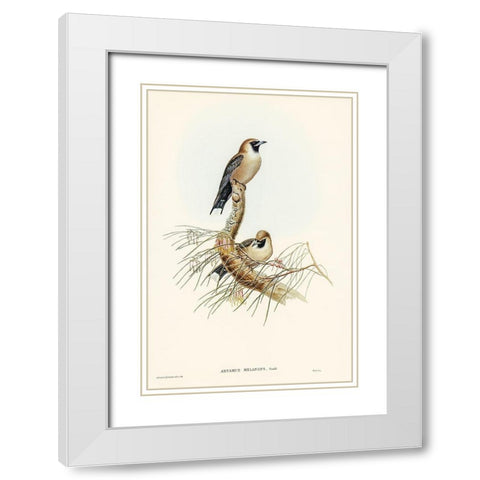 Black-faced Wood-Swallow-Artamus melanops White Modern Wood Framed Art Print with Double Matting by Gould, John