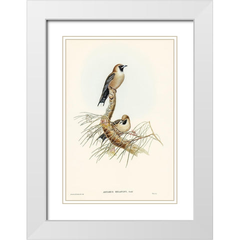 Black-faced Wood-Swallow-Artamus melanops White Modern Wood Framed Art Print with Double Matting by Gould, John
