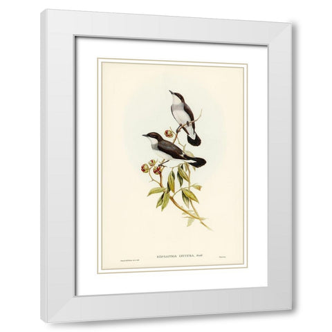 White-tailed Robin-Eopsaltria leucura White Modern Wood Framed Art Print with Double Matting by Gould, John