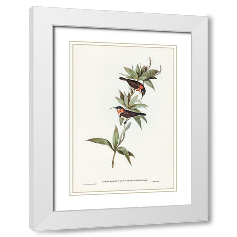 White-eyebrowed Spine-bill-Acanthorhynchus superciliosus White Modern Wood Framed Art Print with Double Matting by Gould, John