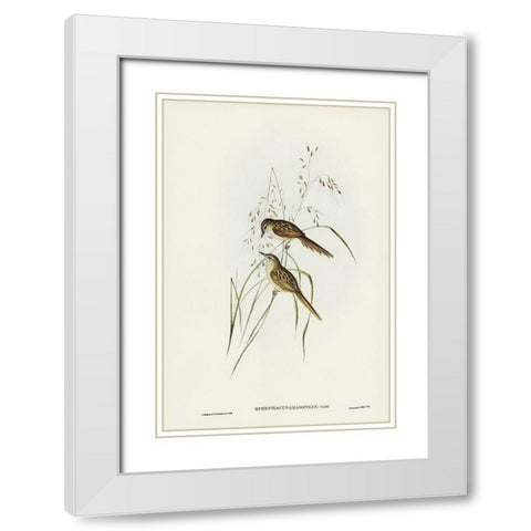 Grass-loving Sphenoeacus-Sphenoeacus gramineus White Modern Wood Framed Art Print with Double Matting by Gould, John