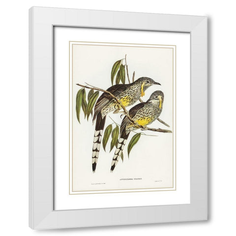 Great Wattled Honey-eater-Anthochaera inauris White Modern Wood Framed Art Print with Double Matting by Gould, John