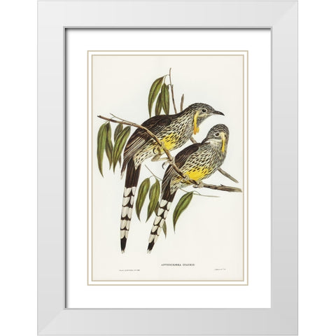Great Wattled Honey-eater-Anthochaera inauris White Modern Wood Framed Art Print with Double Matting by Gould, John