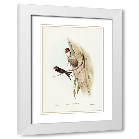 Welcome Swallow-Hirundo neoxena White Modern Wood Framed Art Print with Double Matting by Gould, John
