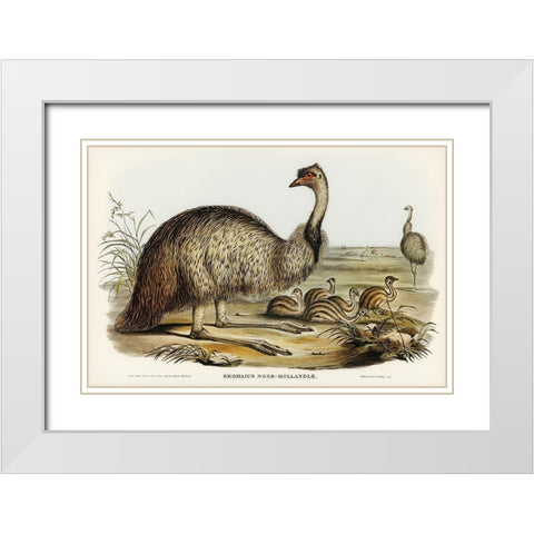 The Emu-Dromaius Novae-Hollandiae White Modern Wood Framed Art Print with Double Matting by Gould, John