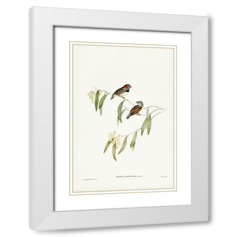 Chestnut-eared Finch-Amadina castanotis White Modern Wood Framed Art Print with Double Matting by Gould, John