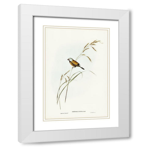 Banded Grass Finch-Poephila cincta White Modern Wood Framed Art Print with Double Matting by Gould, John
