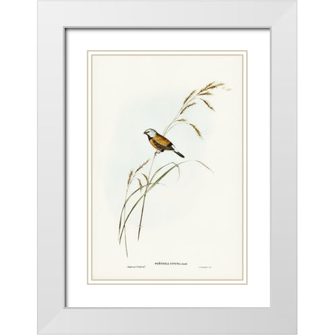 Banded Grass Finch-Poephila cincta White Modern Wood Framed Art Print with Double Matting by Gould, John