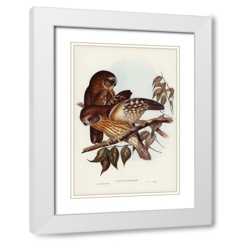 Boobook Owl-Athene boobook White Modern Wood Framed Art Print with Double Matting by Gould, John