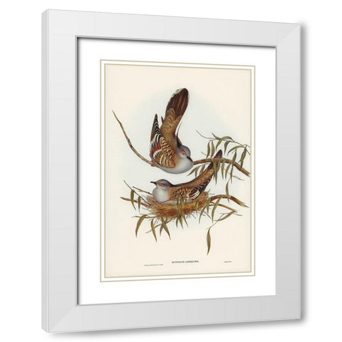 Crested Pigeon-Ocyphaps Lophotes White Modern Wood Framed Art Print with Double Matting by Gould, John