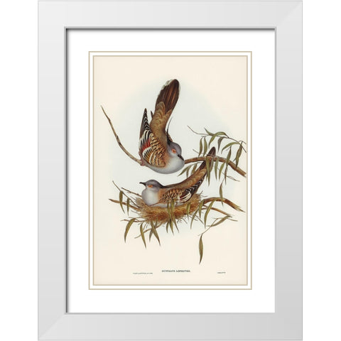 Crested Pigeon-Ocyphaps Lophotes White Modern Wood Framed Art Print with Double Matting by Gould, John