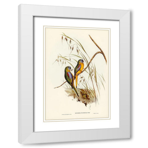 Chestnut-shouldered Grass-Parakeet-Euphema pulchella White Modern Wood Framed Art Print with Double Matting by Gould, John