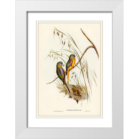 Chestnut-shouldered Grass-Parakeet-Euphema pulchella White Modern Wood Framed Art Print with Double Matting by Gould, John