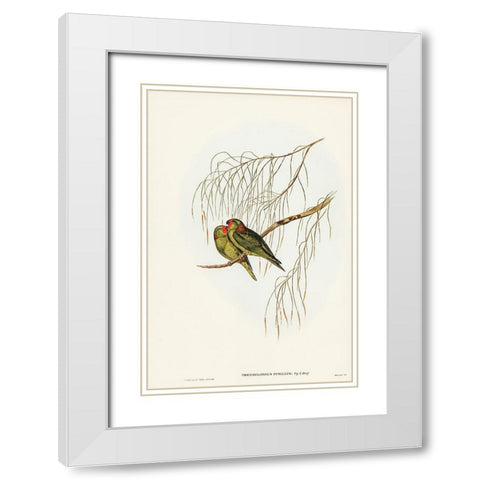 Little Lorikeet-Trichoglossus pusillus White Modern Wood Framed Art Print with Double Matting by Gould, John