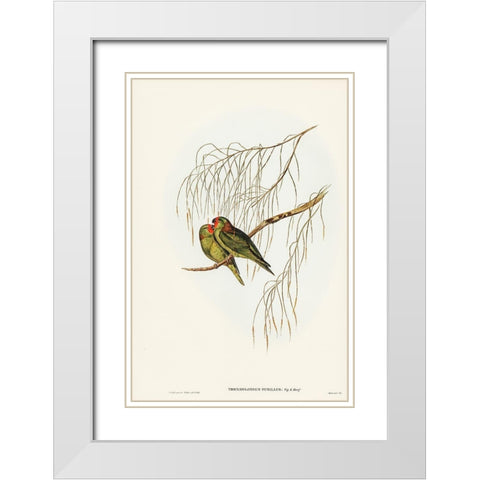 Little Lorikeet-Trichoglossus pusillus White Modern Wood Framed Art Print with Double Matting by Gould, John