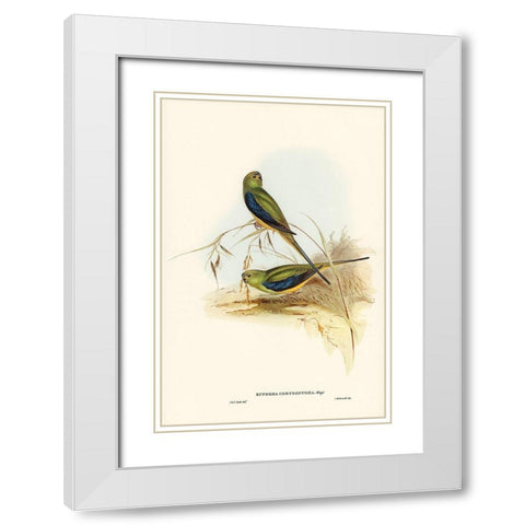 Blue-banded Grass-Parakeet-Euphema chrysostoma White Modern Wood Framed Art Print with Double Matting by Gould, John