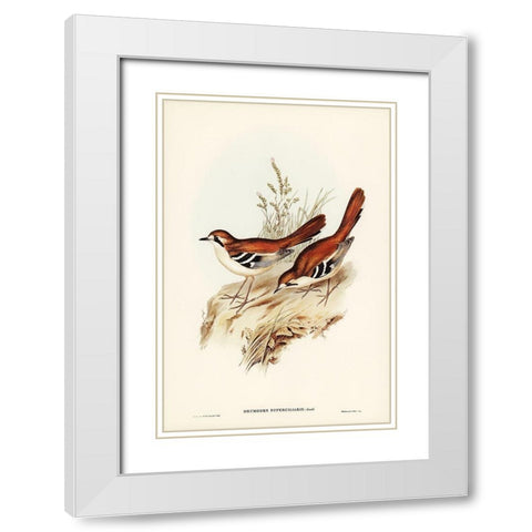 Eastern Scrub-Robin-Drymodes superciliaris White Modern Wood Framed Art Print with Double Matting by Gould, John