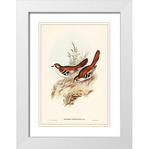Eastern Scrub-Robin-Drymodes superciliaris White Modern Wood Framed Art Print with Double Matting by Gould, John