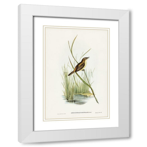 Reed Warbler-Acrocephalus Australis White Modern Wood Framed Art Print with Double Matting by Gould, John