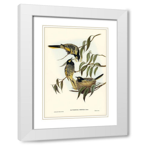 Warty-faced Honey-eater-Zanthomyza Phrygia White Modern Wood Framed Art Print with Double Matting by Gould, John