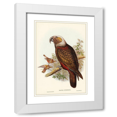 Ka-ka Parrot-Nestor hypopolius White Modern Wood Framed Art Print with Double Matting by Gould, John