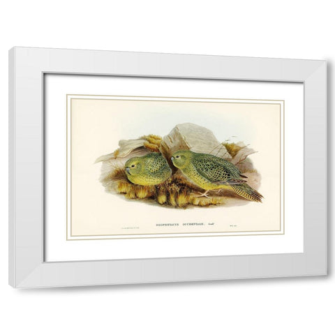 Nocturnal Ground-Parakeet-Geopsittacus occidentalis White Modern Wood Framed Art Print with Double Matting by Gould, John