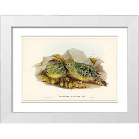 Nocturnal Ground-Parakeet-Geopsittacus occidentalis White Modern Wood Framed Art Print with Double Matting by Gould, John