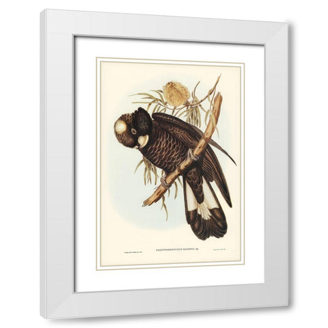 Baudins Cockatoo-Calyptorhynchus Baudinii White Modern Wood Framed Art Print with Double Matting by Gould, John
