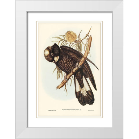 Baudins Cockatoo-Calyptorhynchus Baudinii White Modern Wood Framed Art Print with Double Matting by Gould, John