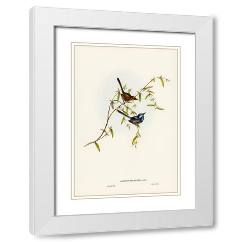 Black-backed Wren-Malurus melanotus White Modern Wood Framed Art Print with Double Matting by Gould, John