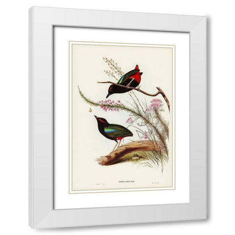 Rainbow Pitta-Pitta Iris White Modern Wood Framed Art Print with Double Matting by Gould, John
