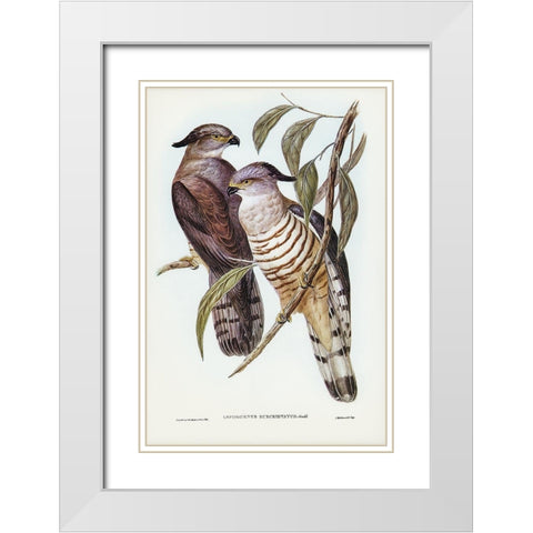 Crested Hawk-Lepidogenys subcristatus White Modern Wood Framed Art Print with Double Matting by Gould, John