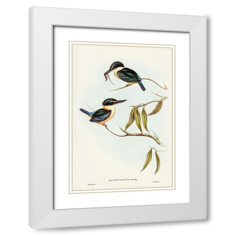 Sacred Halcyon-Halcyon sanctus White Modern Wood Framed Art Print with Double Matting by Gould, John