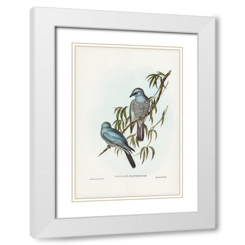 Swainsonâ€™s Graucalus-Graucalus Swainsonii White Modern Wood Framed Art Print with Double Matting by Gould, John