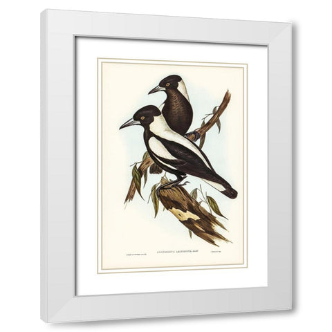 White-backed Crow-Shrike-Gymnorhina leuconota White Modern Wood Framed Art Print with Double Matting by Gould, John