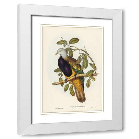 Magnificent Fruit Pigeon-Carpophaga magnifica White Modern Wood Framed Art Print with Double Matting by Gould, John
